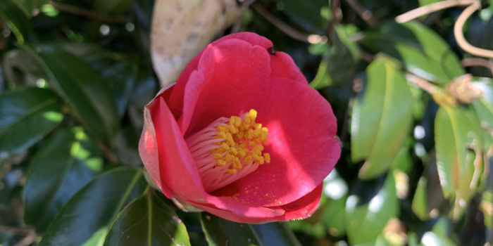 愛媛県松山市の花　ヤブツバキ