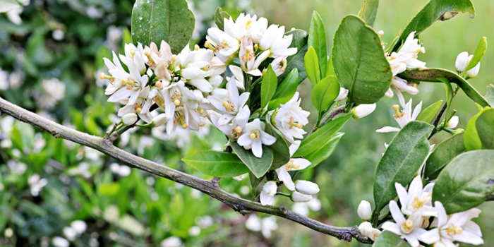 愛媛県の花　みかん