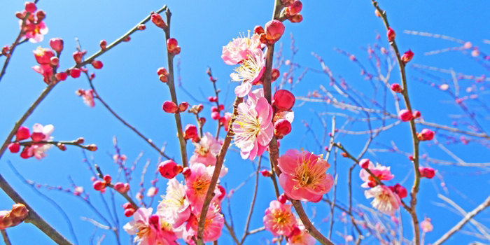 愛媛県砥部町の花　ウメ