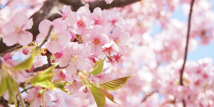 愛媛県東温市の花　サクラ