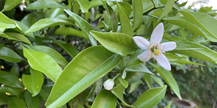 愛媛県の花　みかん