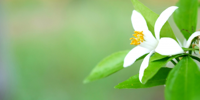 愛媛県の花　みかん