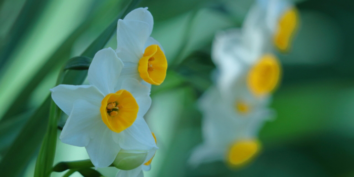 福井県の花　スイセン