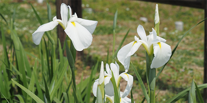 福井県あわら市の花 ハナショウブ