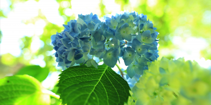 福井県福井市の花　アジサイ