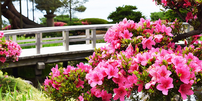 福井県勝山市の花　さつき