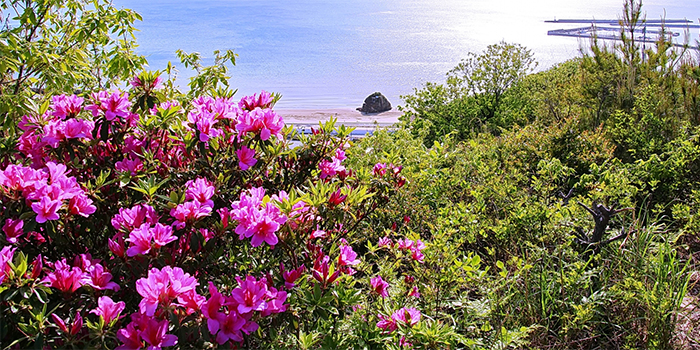 福井県小浜市の花　ツツジ