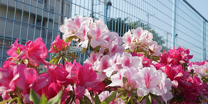 福井県鯖江市の花　つつじ