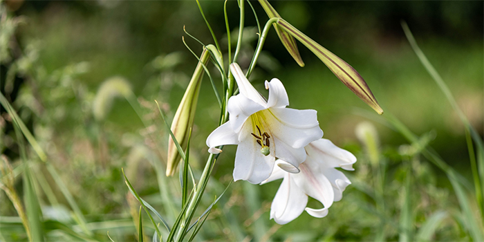 福井県坂井市の花　ユリ