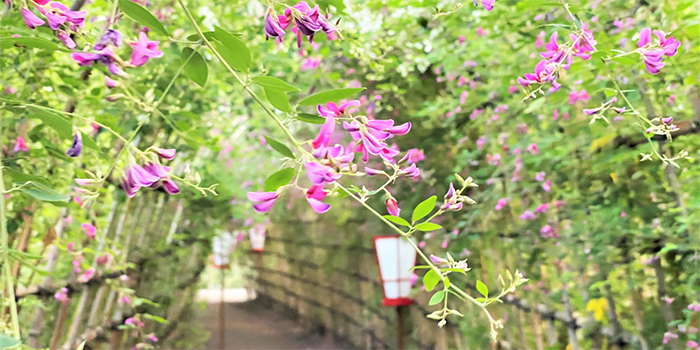 福井県敦賀市の花　ハギ