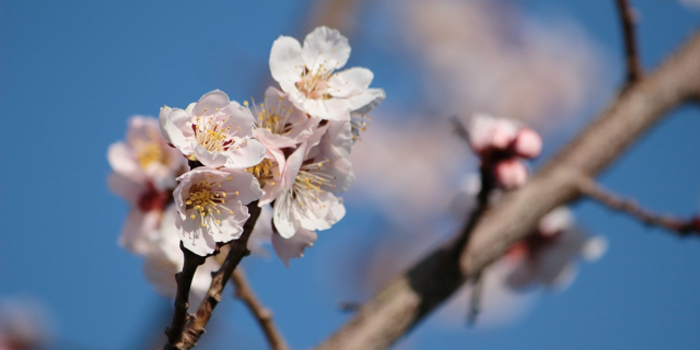 福岡県の花　うめ