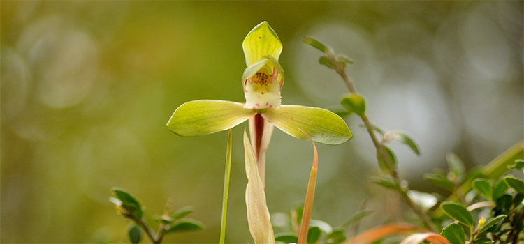 福岡県赤村の花　シュンラン