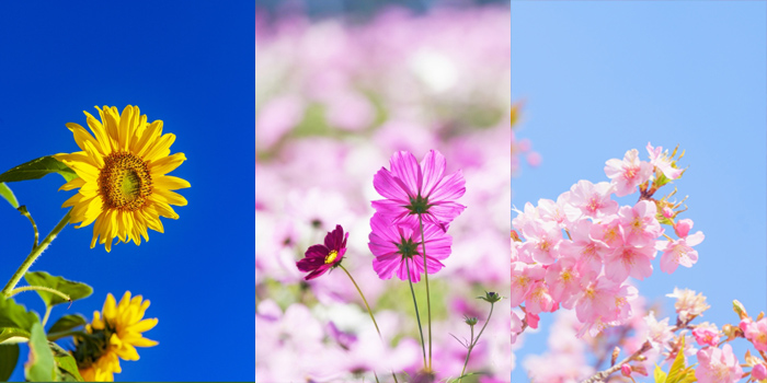 福岡県朝倉市の花　ヒマワリ・コスモス・サクラ