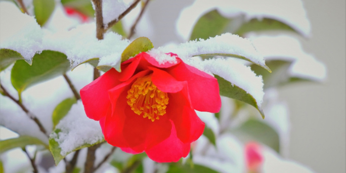 福岡県筑後市の花　さざんか