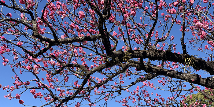 福岡県築上町の花　ウメ