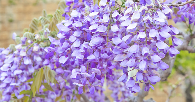 福岡県筑前町の花　ふじ