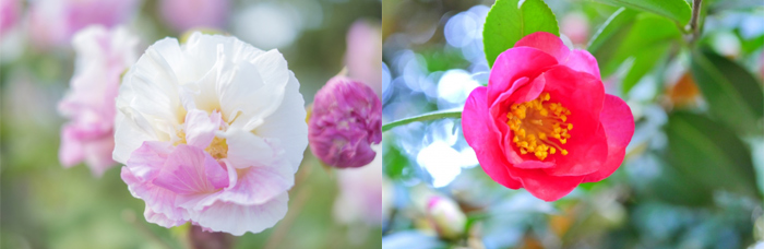 福岡市の花　夏の花：フヨウ 冬の花：サザンカ