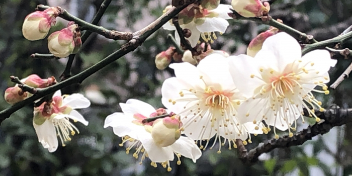 福岡県太宰府市の花　うめ