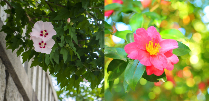 福岡市の花　夏の花：フヨウ 冬の花：サザンカ