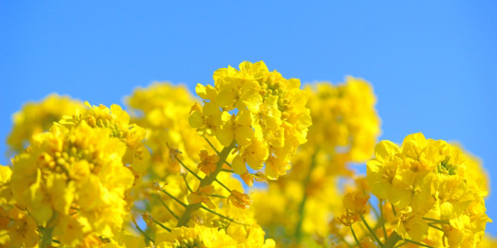 福岡県福津市の花　菜の花