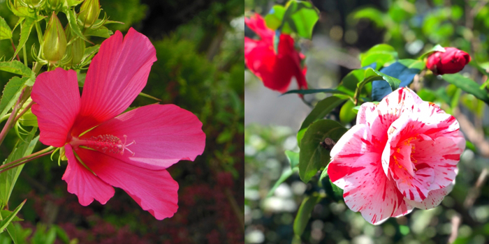 福岡市の花　夏の花：フヨウ 冬の花：サザンカ