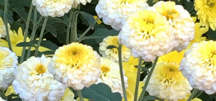 福岡県広川町の花 キク