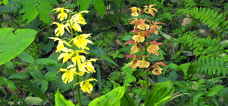 福岡県久山町の花　エビネ