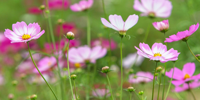 福岡県飯塚市の花　コスモス