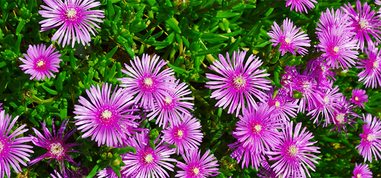 福岡県糸田町の花　キク