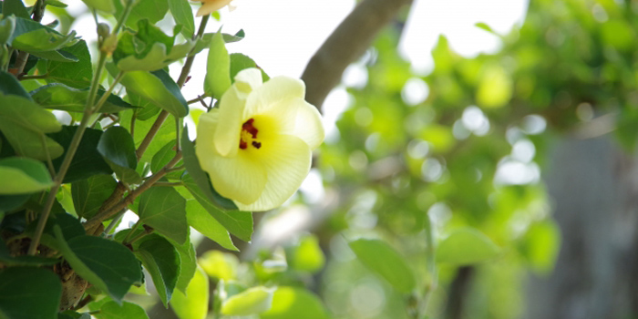 福岡県糸島市の花　ハマボウ