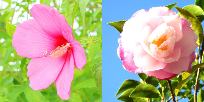 福岡市の花　夏の花：フヨウ 冬の花：サザンカ