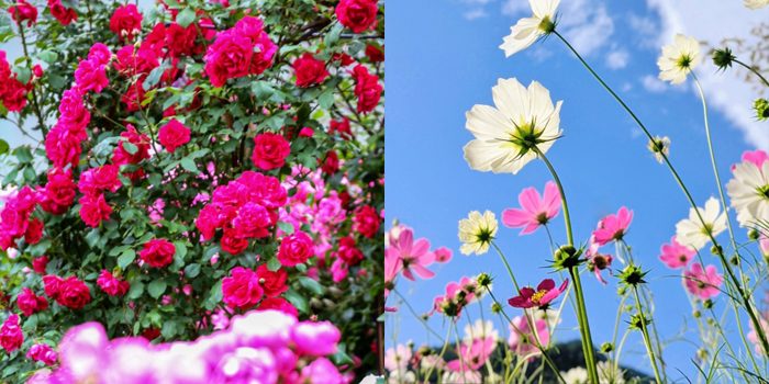 福岡県糟屋郡粕屋町の花　バラ・コスモス