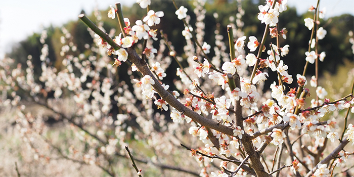 福岡県香春町の花　梅