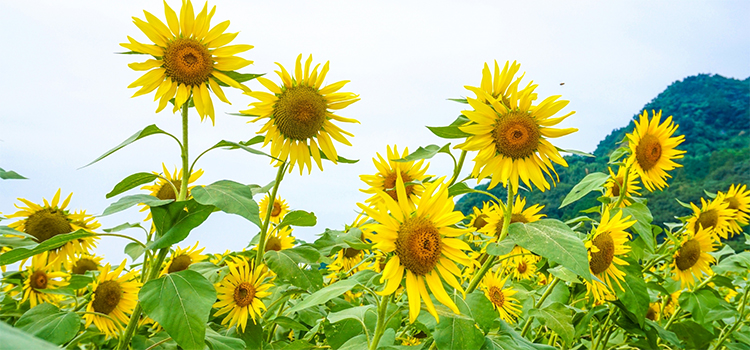 福岡県桂川町の花　ひまわり