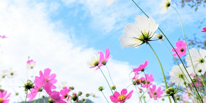 福岡県古賀市の花　コスモス