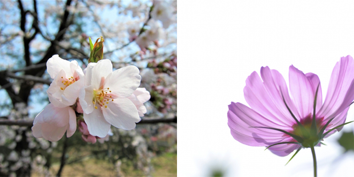 福岡県築上郡上毛町の花　桜・コスモス