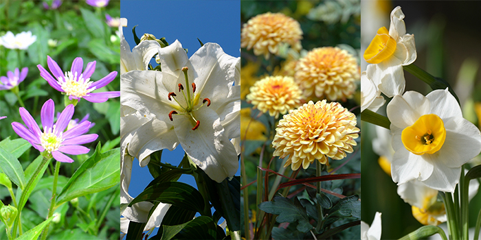 福岡県鞍手町の花　ミヤコワスレ・ユリ・キク・スイセン