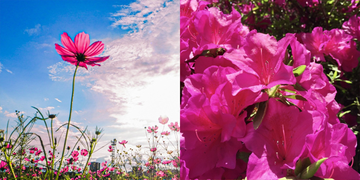 福岡県久留米市の花　つつじ・コスモス