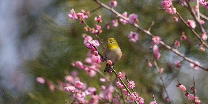 福岡県みやこ町の花　うめ