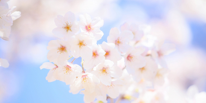 福岡県みやま市の花　さくら