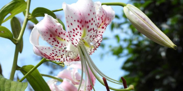 福岡県宗像市の花　カノコユリ