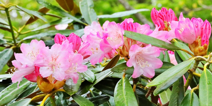 福岡県那珂川市の花 シャクナゲ