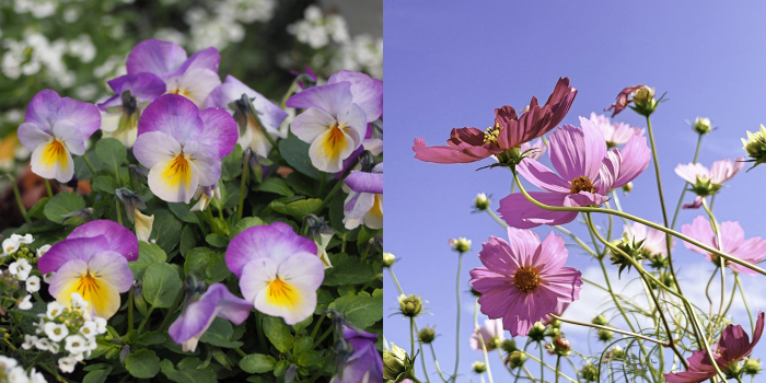 福岡県中間市の花　パンジー・コスモス