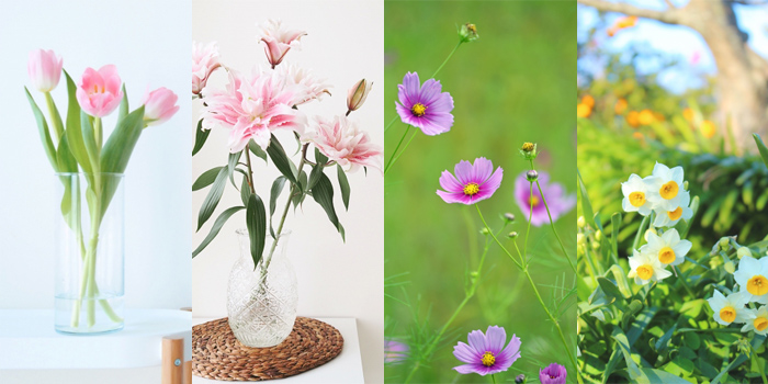 福岡県直方市の花 チューリップ・ユリ・コスモス・水仙