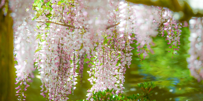 福岡県小郡市の花　フジ