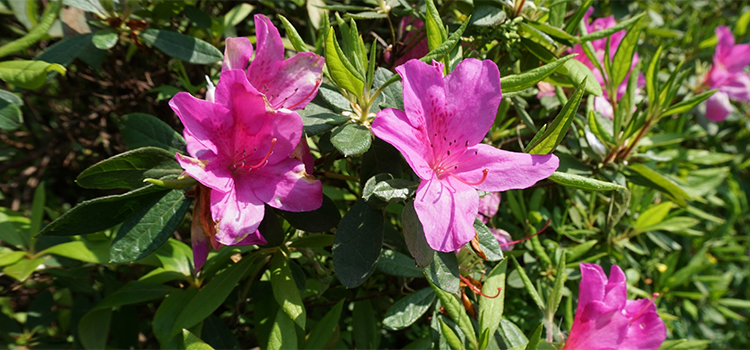 福岡県岡垣町の花　ツツジ