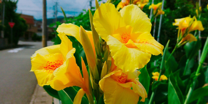 福岡県大川市の花 カンナ