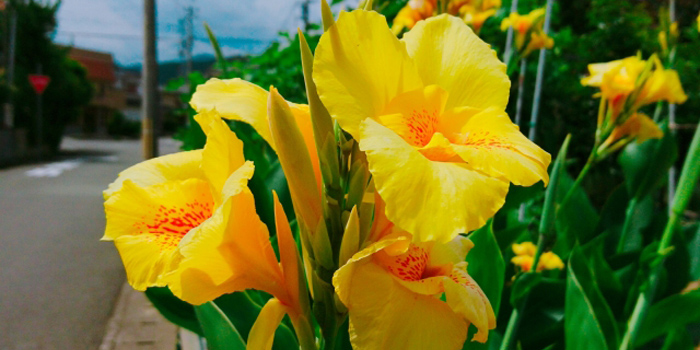 福岡県大川市の花　カンナ