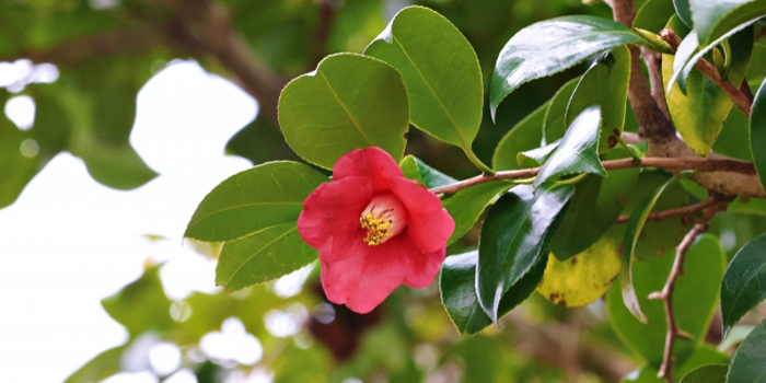 福岡県大牟田市の花　ヤブツバキ