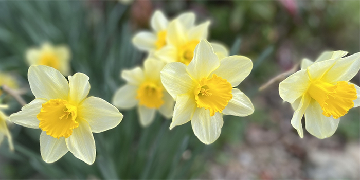 福岡県遠賀町の花　スイセン